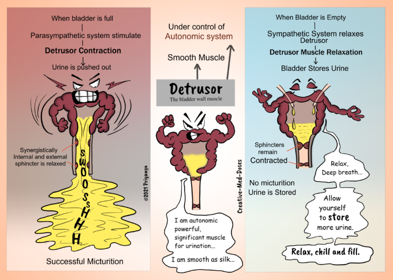 Detrusor And Sphincters Creative Med Doses