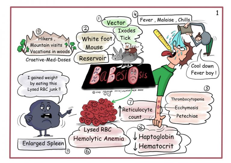 Babesiosis - Creative Med Doses