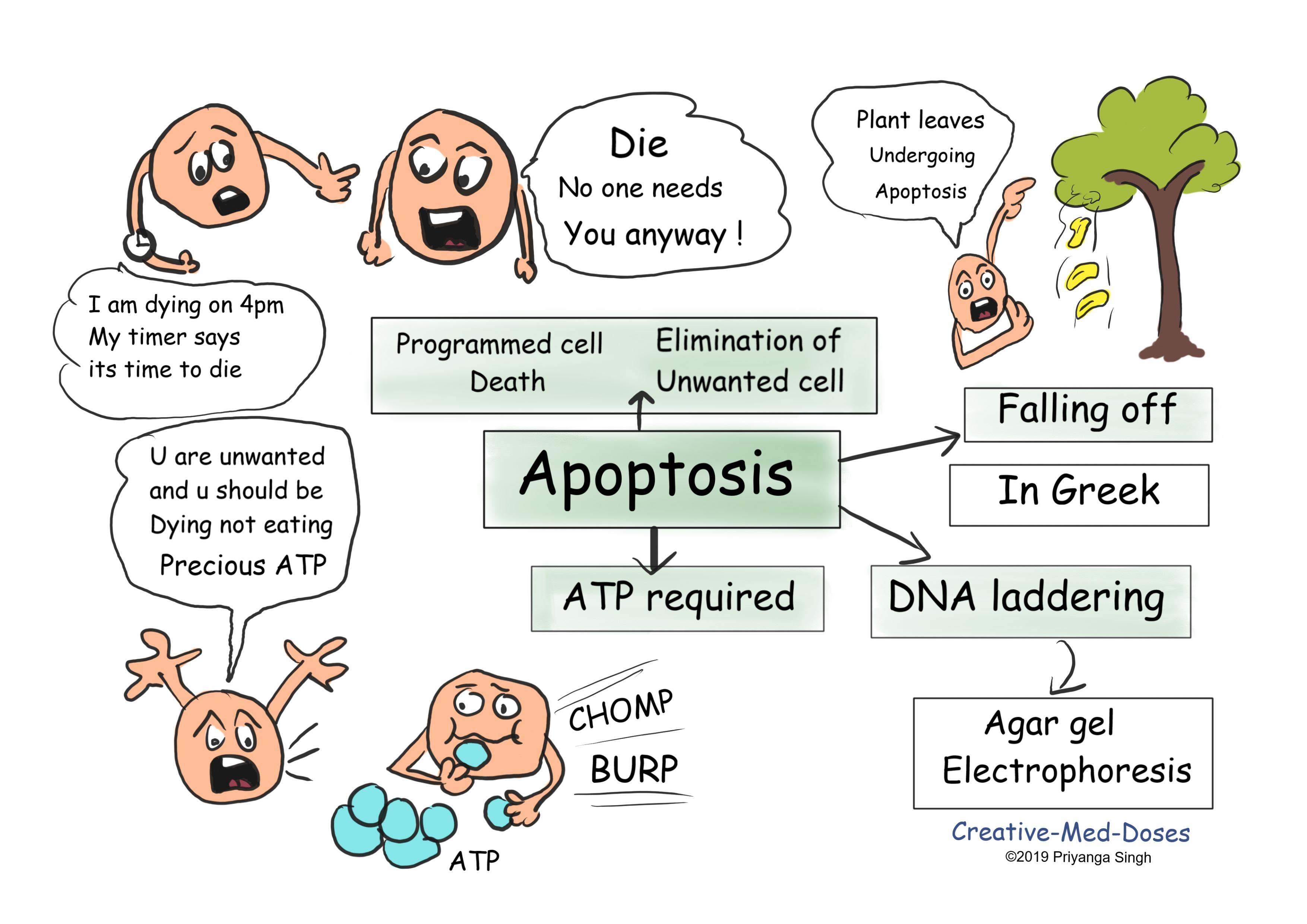 Apoptosis  introduction showing main features 