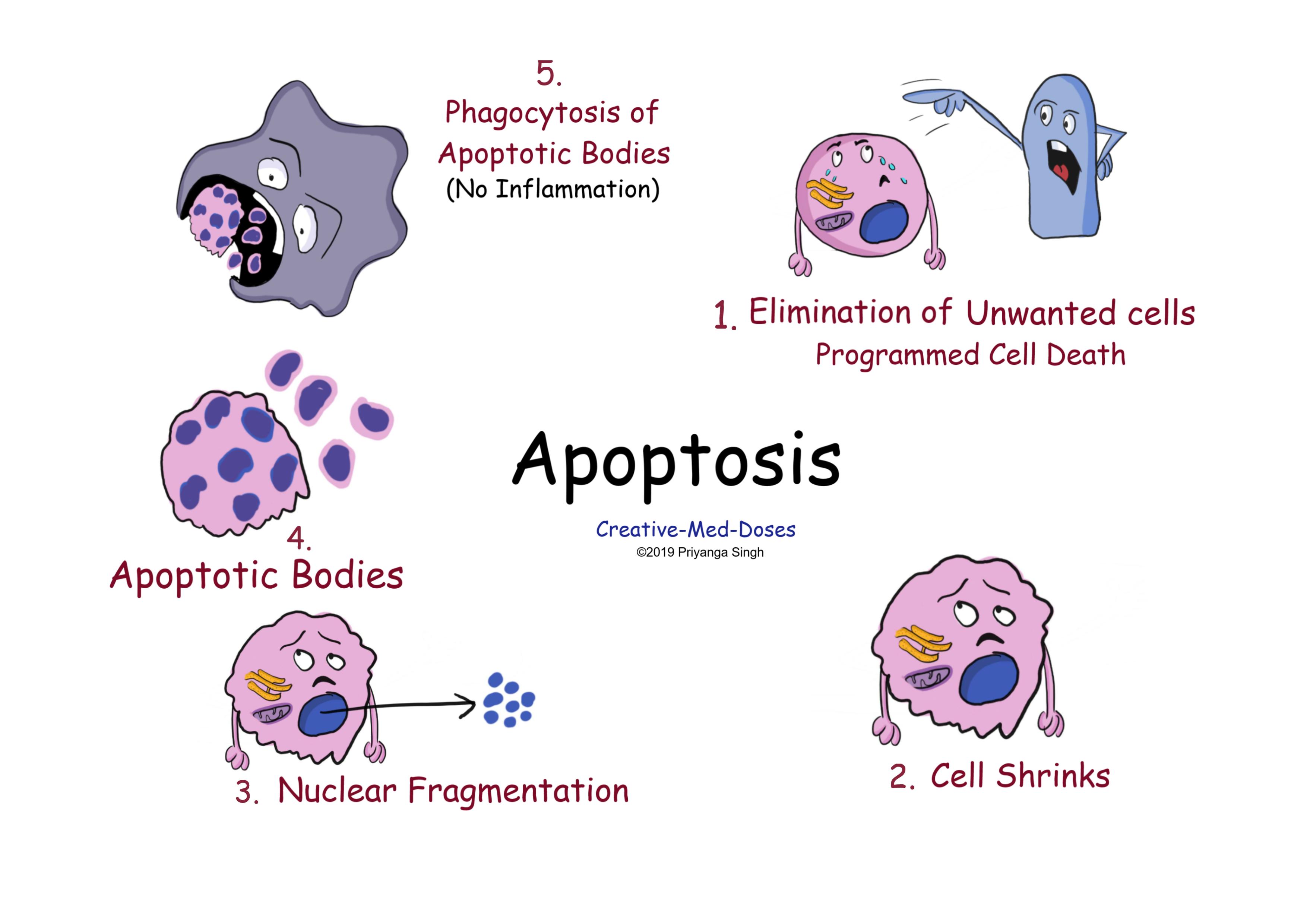 Apoptosis main features
Necrosis VS apoptosis