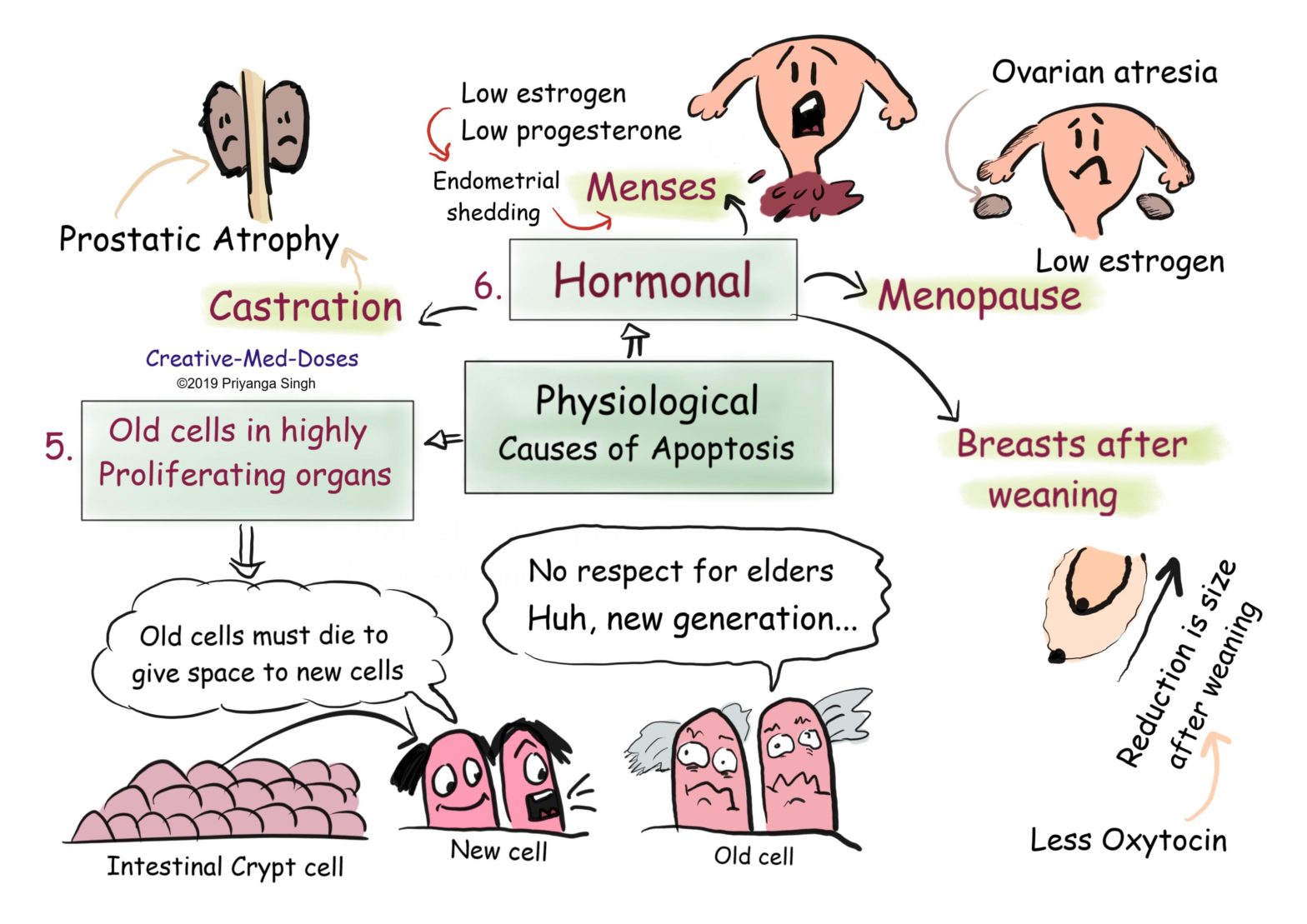 Apoptosis physiological causes