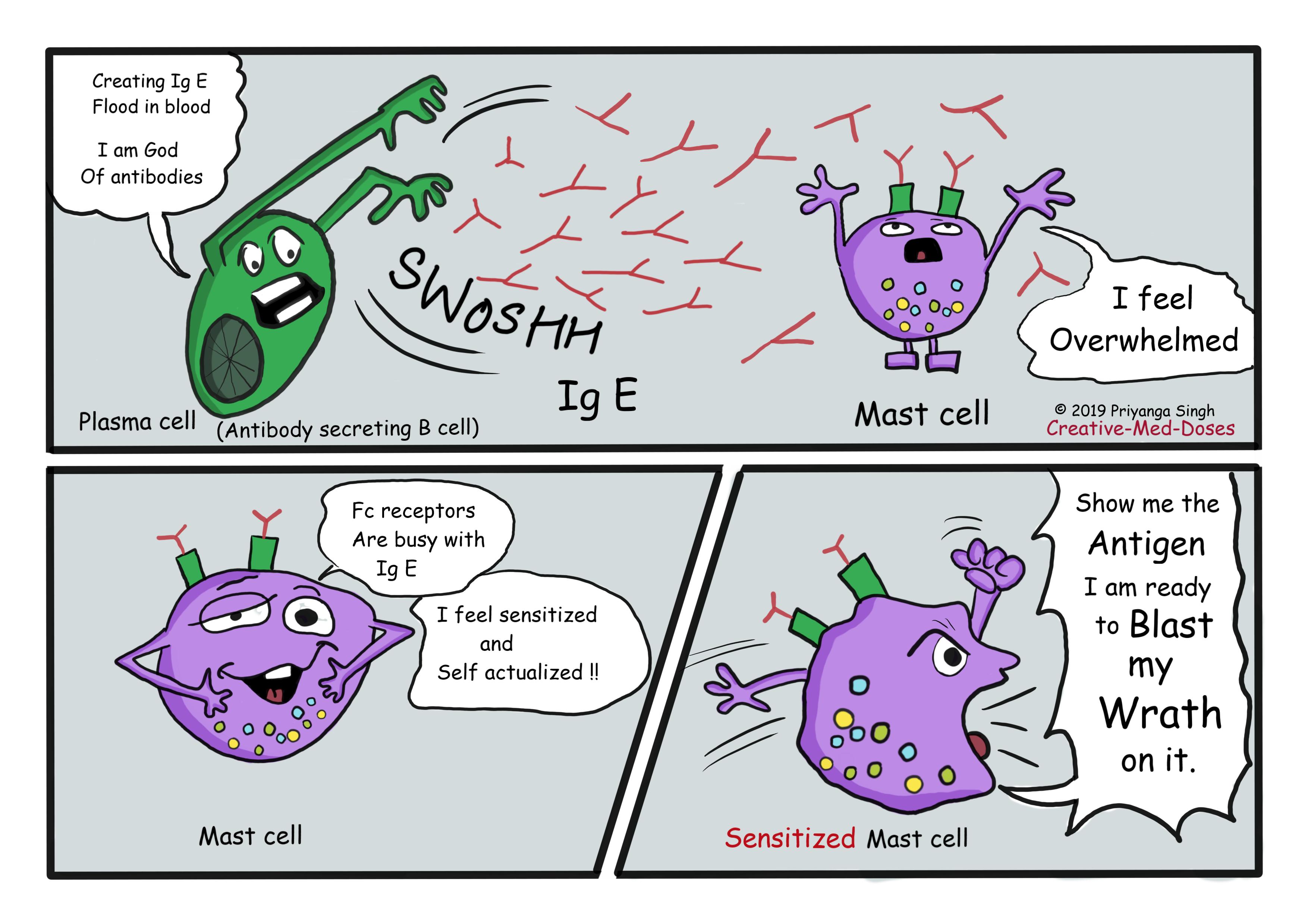 Type 1 Hypersensitivity step 2: Mast cell sensitization 