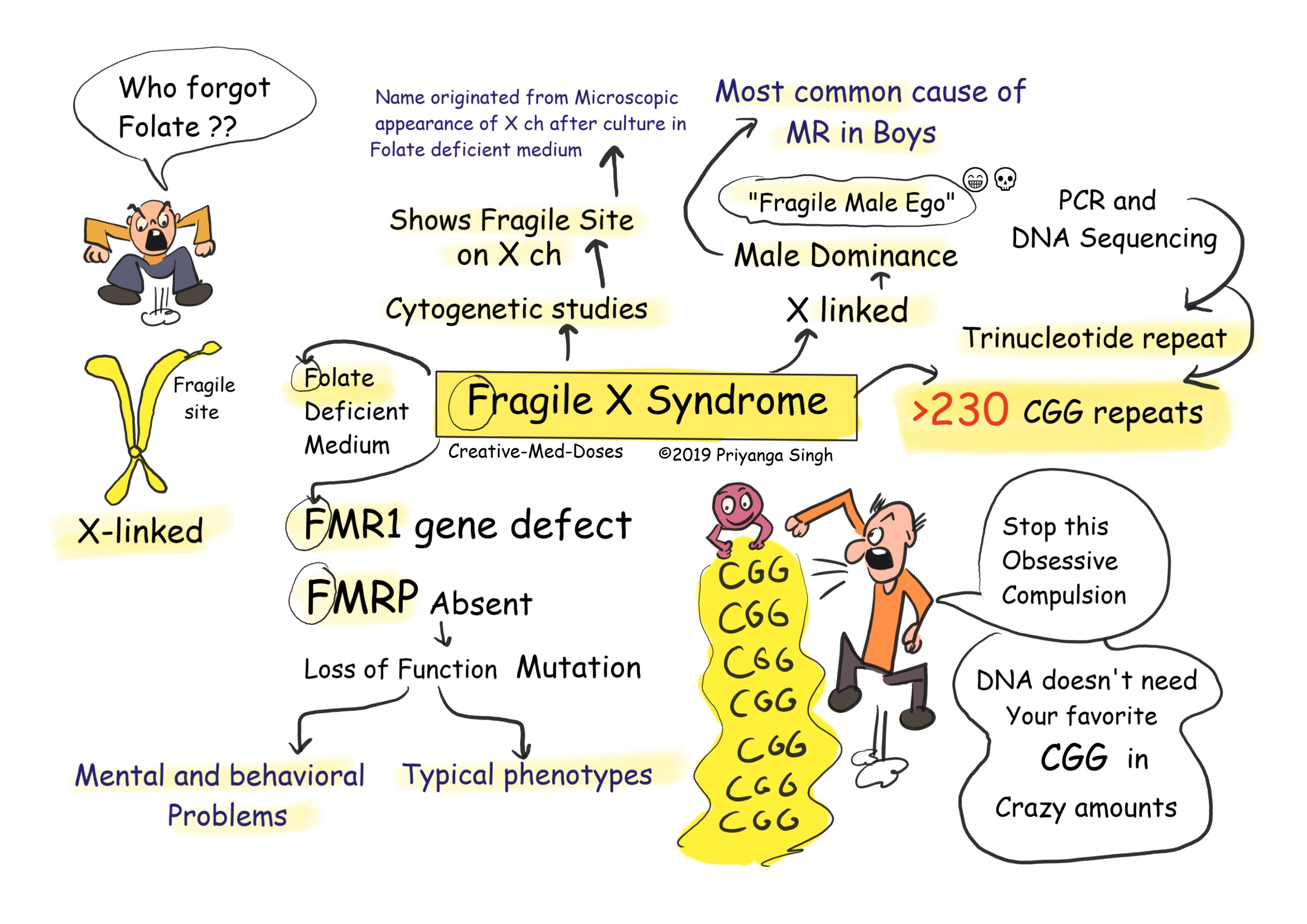 Fragile X syndrome visual map