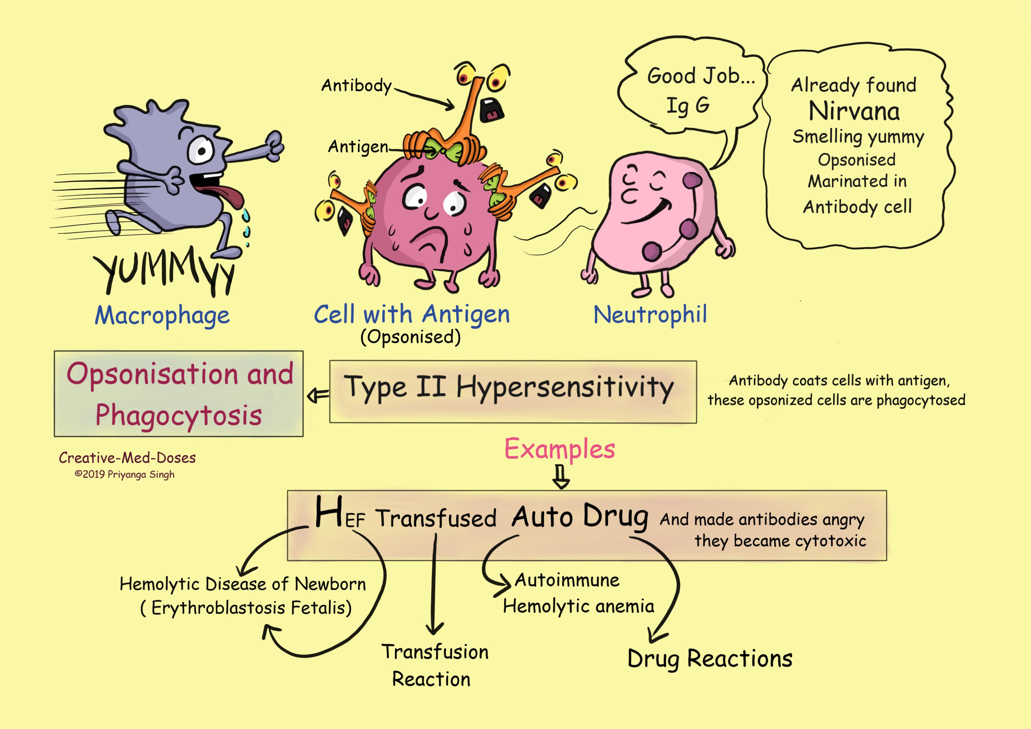 Opsonization and phagocytosis in antibody mediated hypersensitivity 