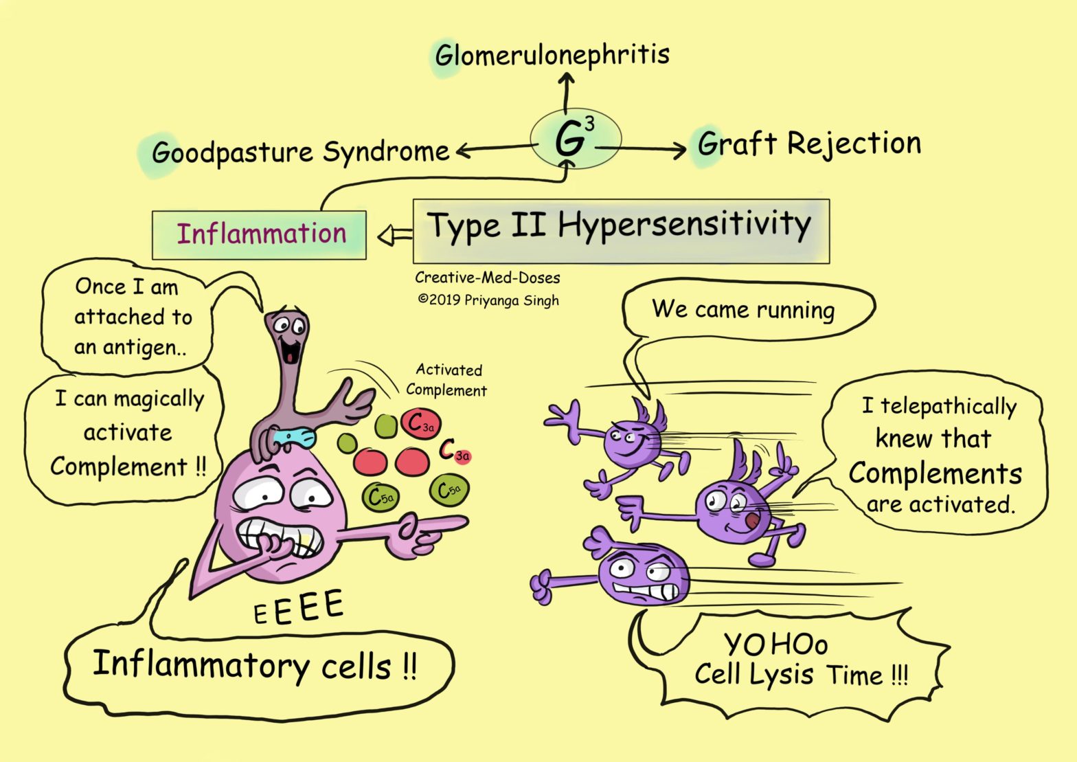 Type II hypersensitivity - Inflammation