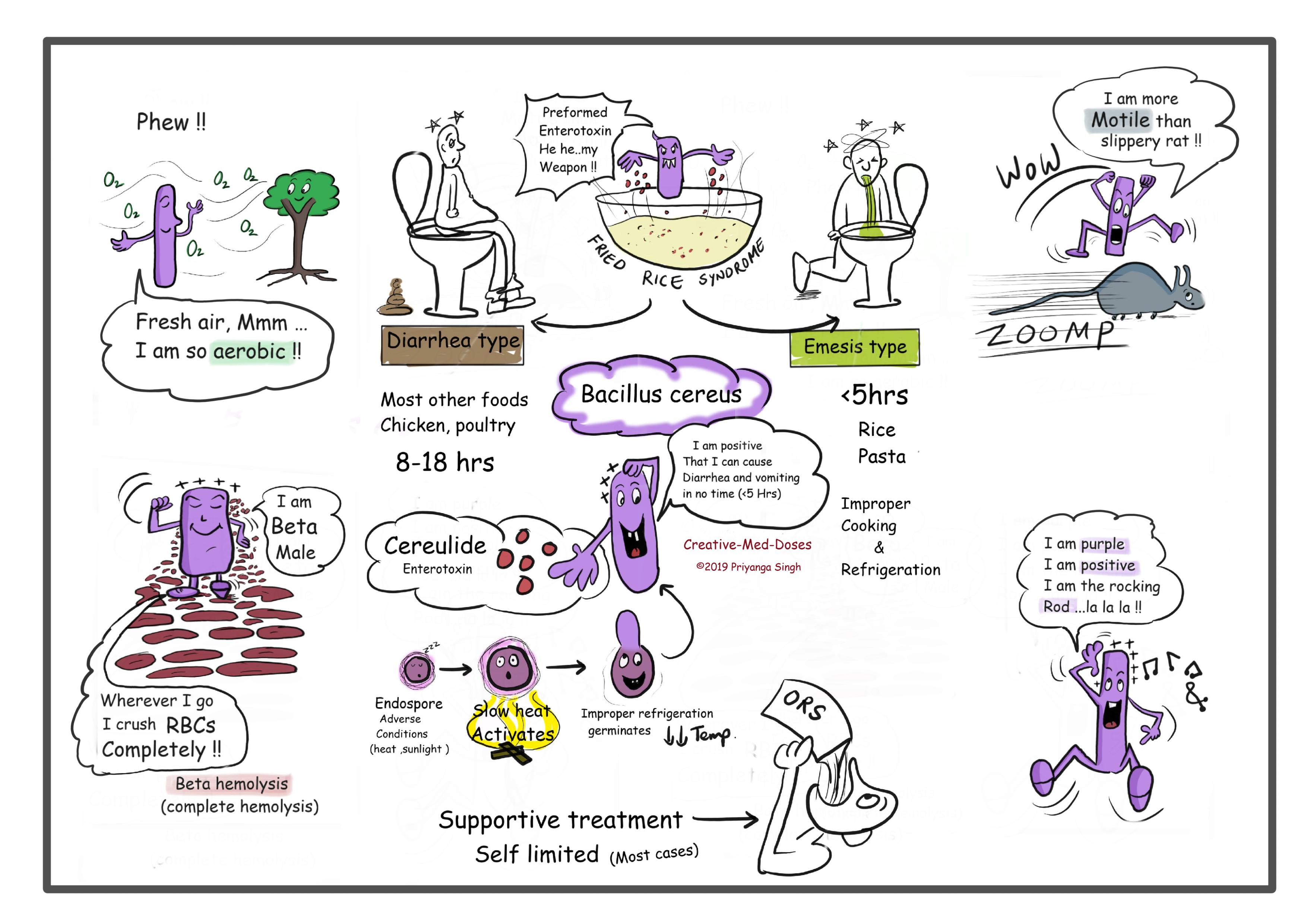 Bacillus cereus clinical details and types visual map