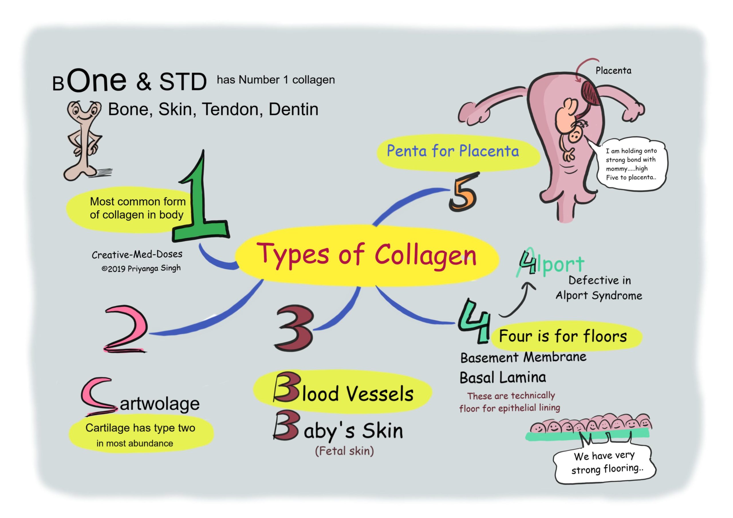 Collagen Types Chart
