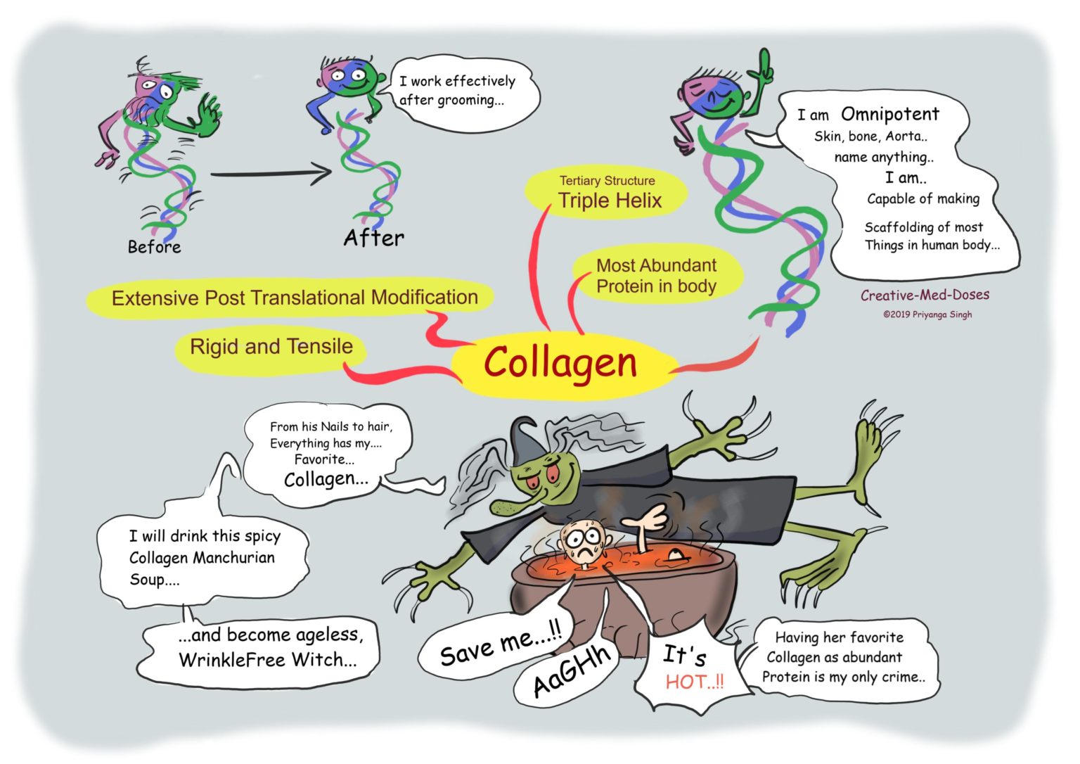 Collagen: The introduction and type - Creative Med Doses