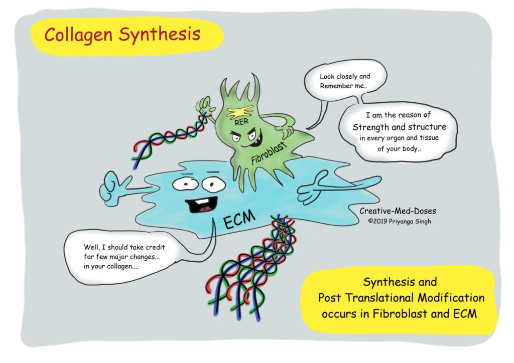 Collagen synthesis: Quick review - Creative Med Doses