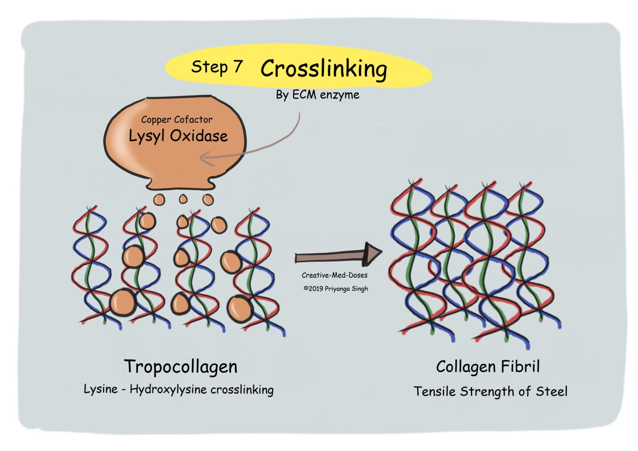 Collagen Synthesis: Quick Review - Creative Med Doses