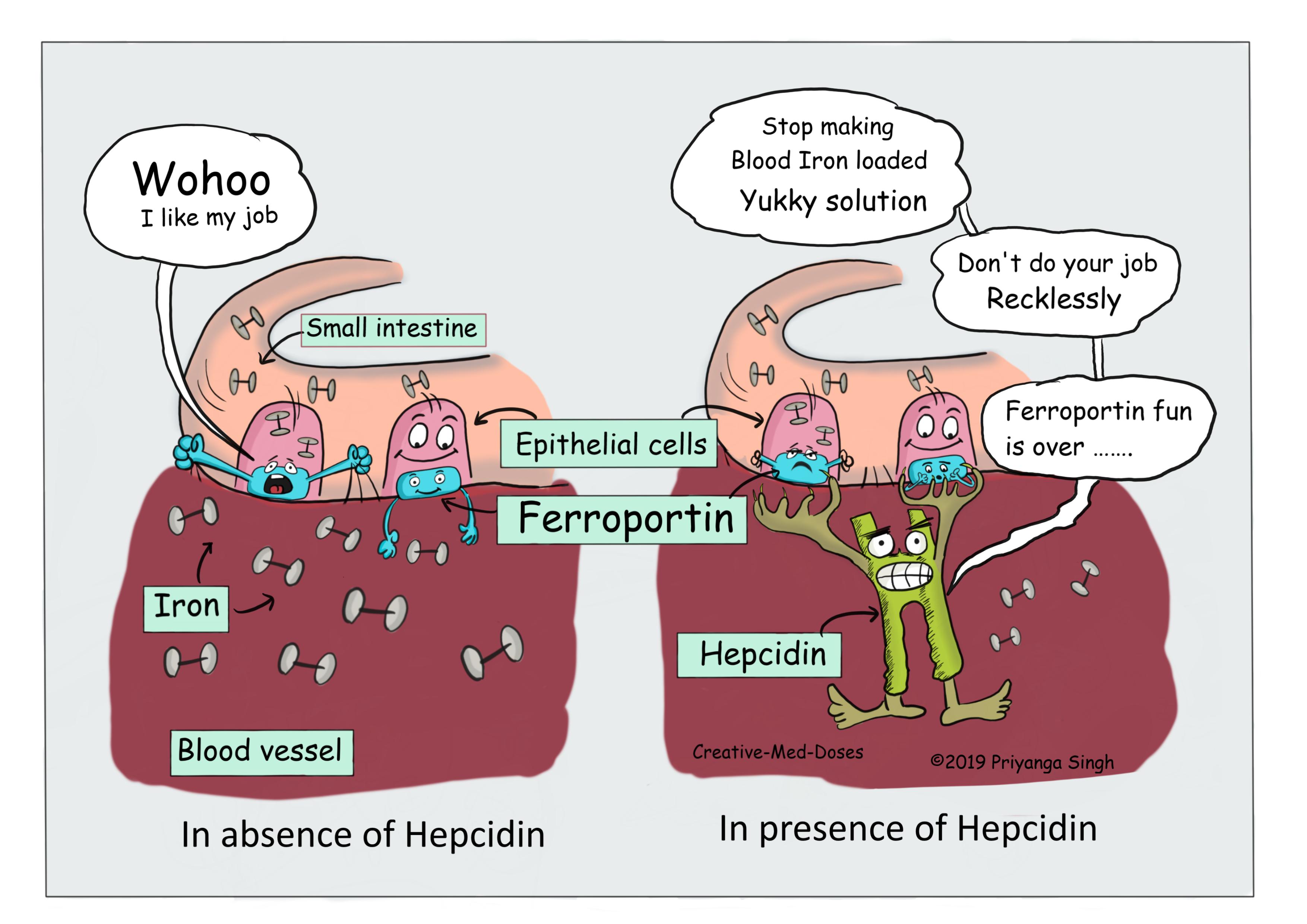 Hepcidin-the ferroportin controller, hepcidin and its effects on intestinal iron absorption  