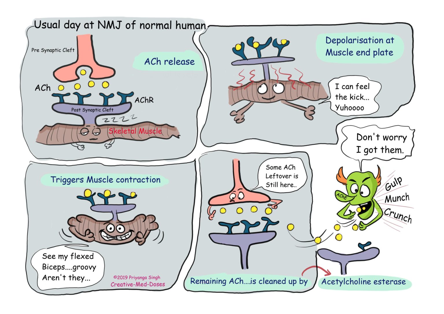 myasthenia-gravis-pathogenesis-creative-med-doses