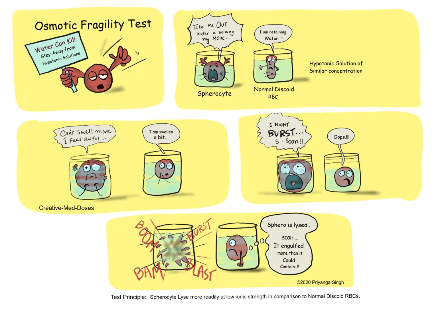 Osmotic Fragility Test Oft Creative Med Doses 5517