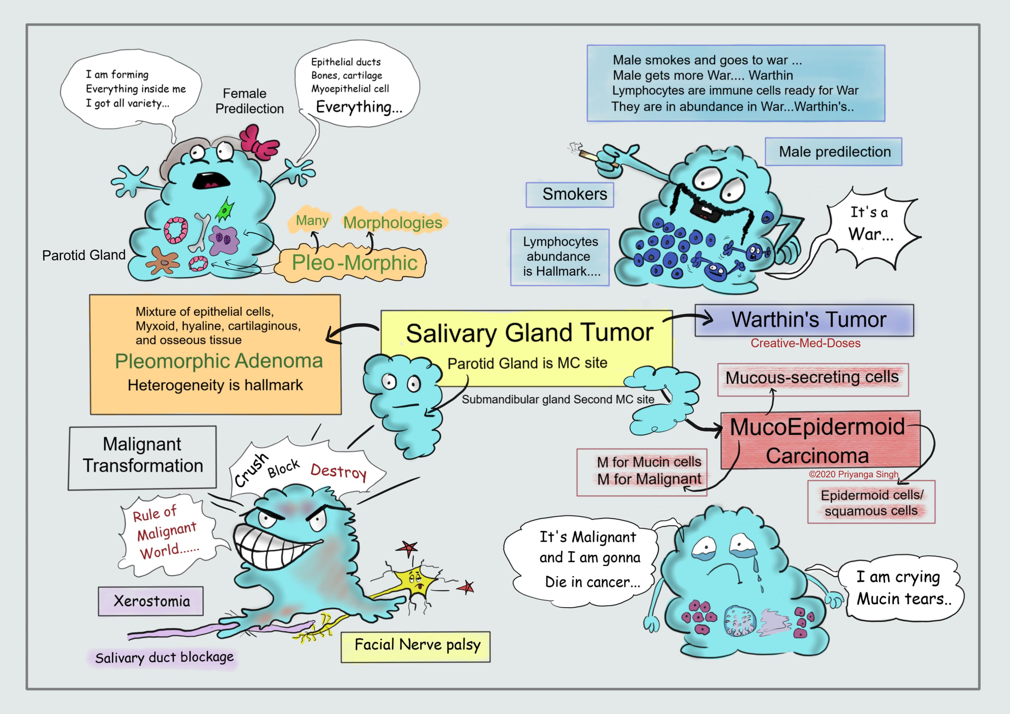 Salivary Gland Tumors And Most Common Types Creative Med Doses