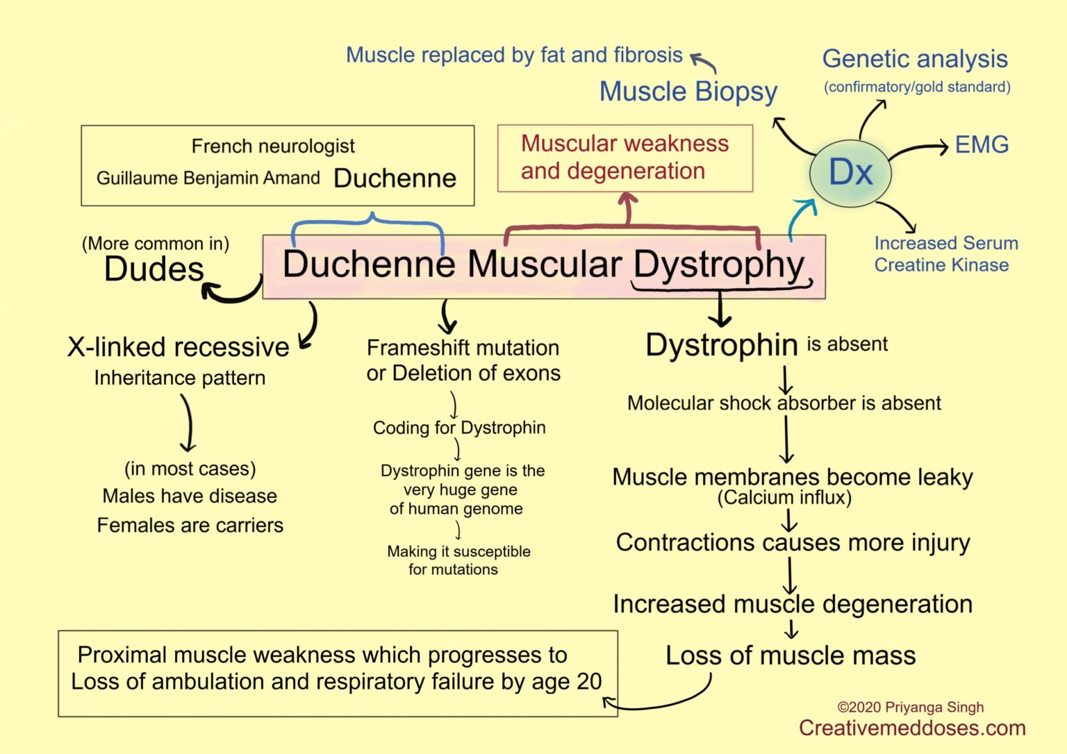 Duchenne Muscular Dystrophy Illustrations Creative Med Doses