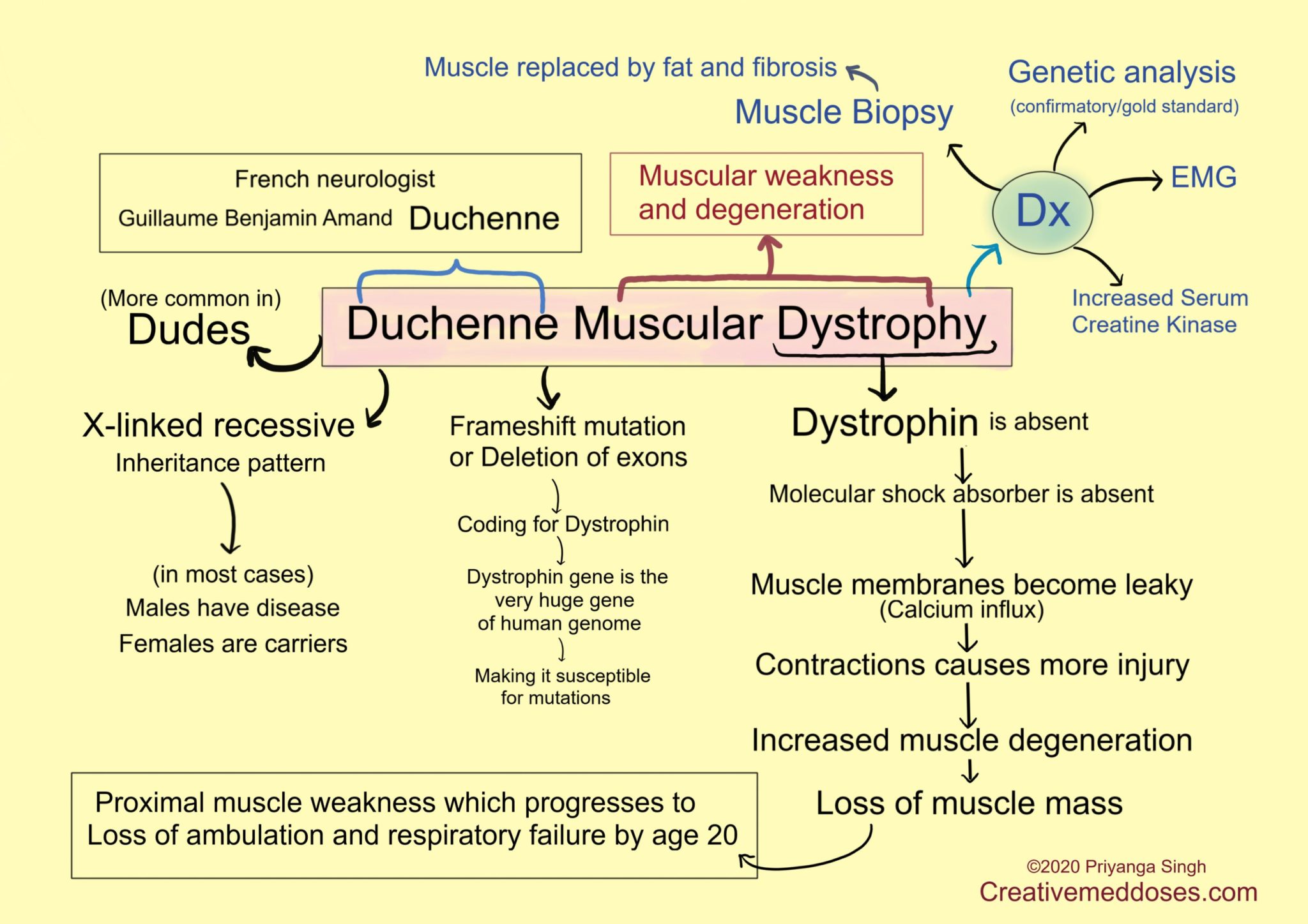 Distrofia Muscular De Duchenne Mind Map | Images and Photos finder