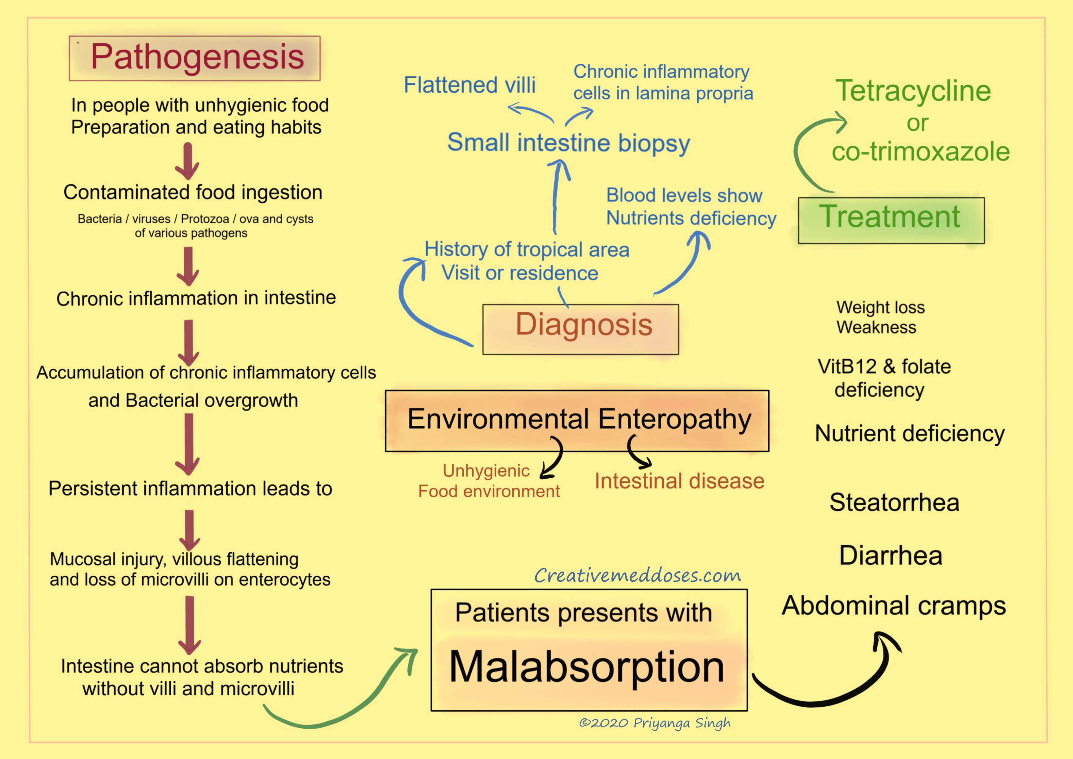 environmental enteropathy infographics 