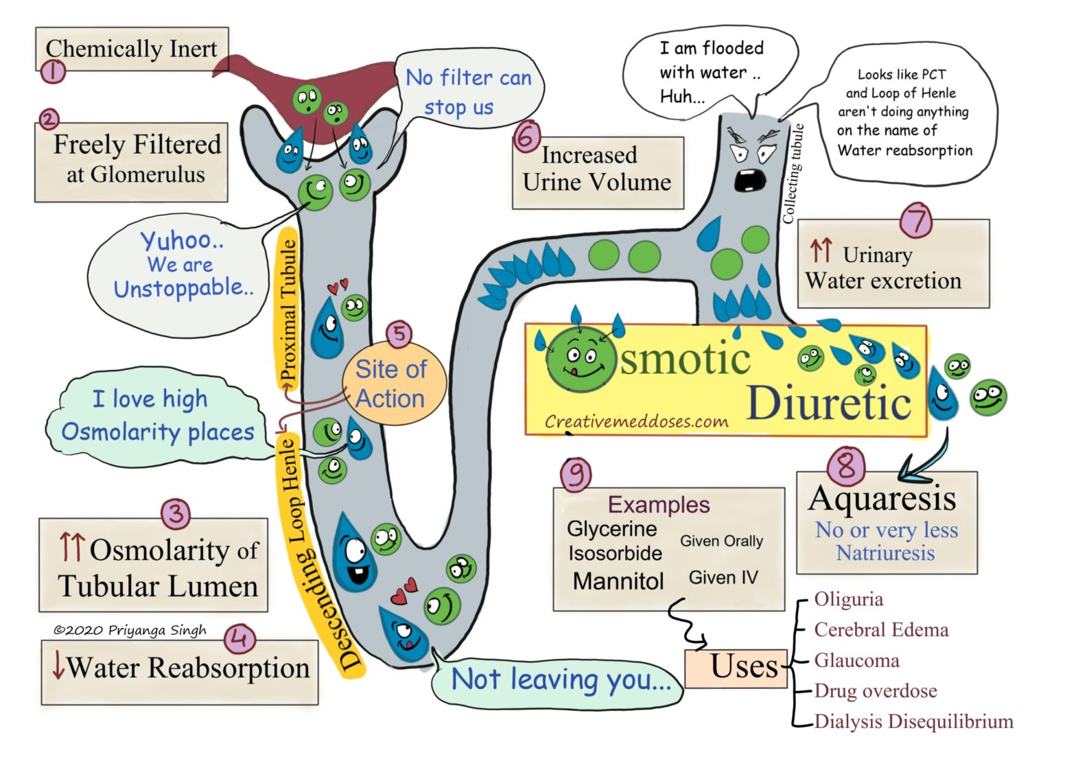 Osmotic Diuretics : Mechanism of action and uses