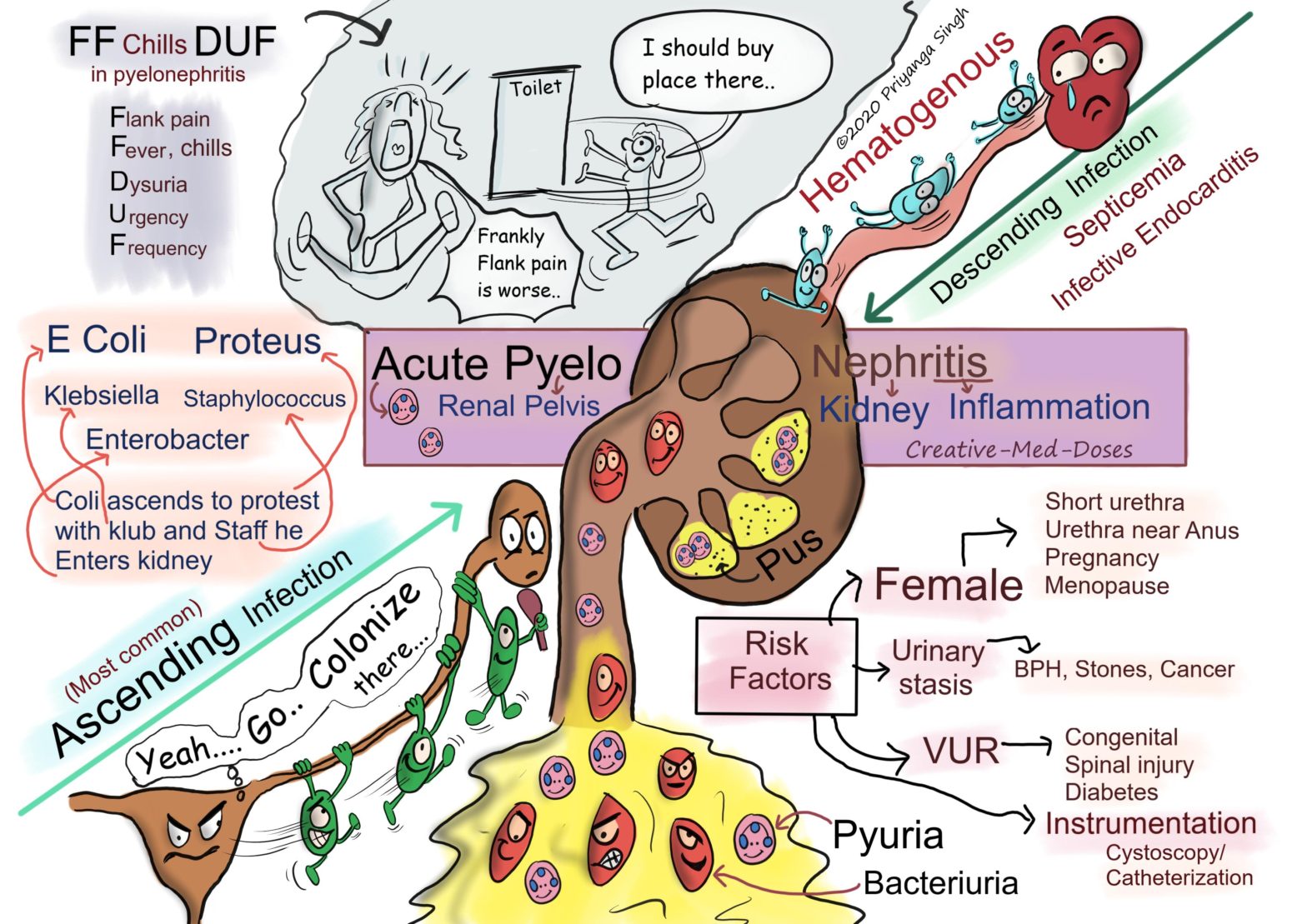 Acute pyelonephritis pathogenesis and clinical features