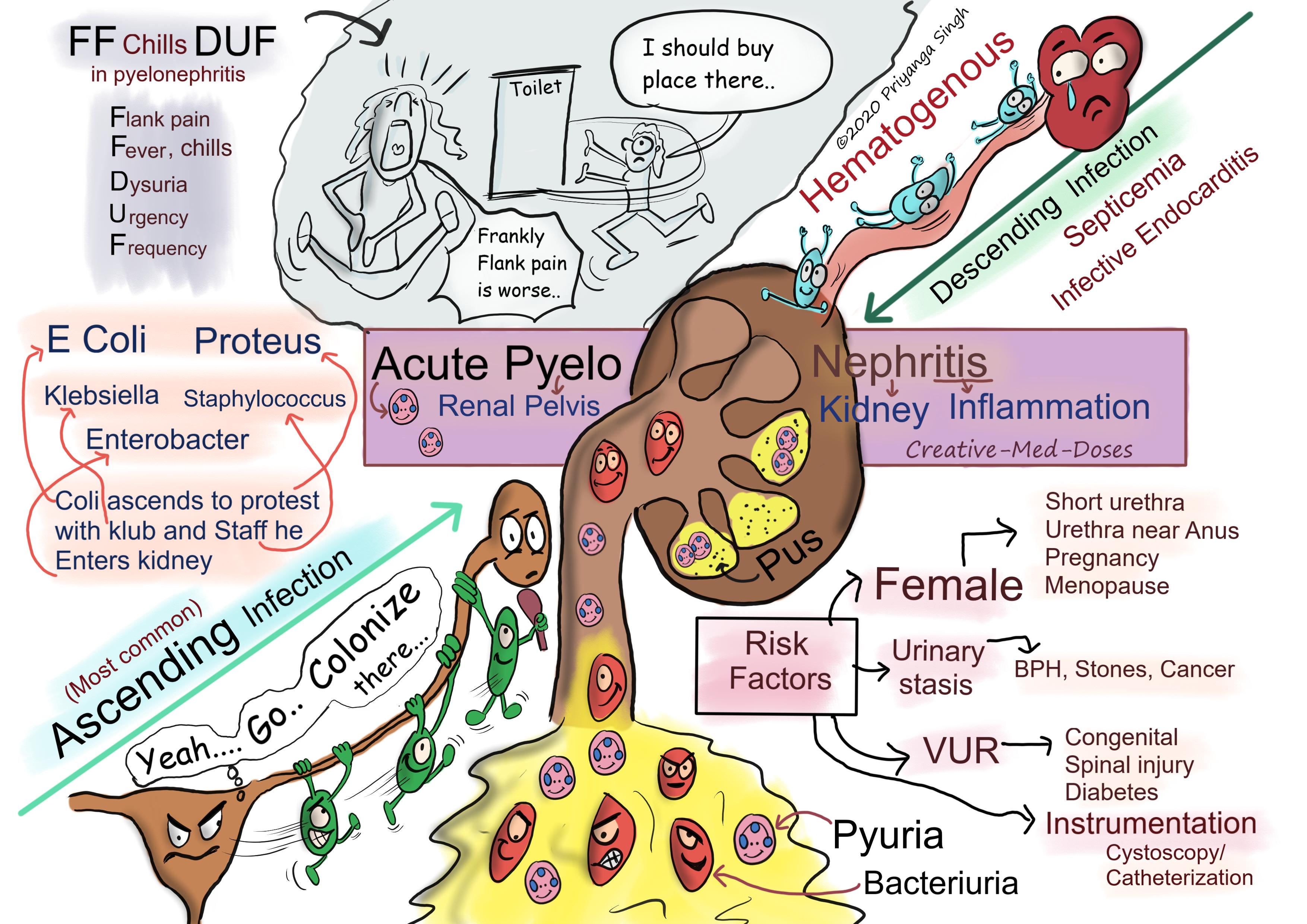 Acute pyelonephritis pathogenesis and clinical features 