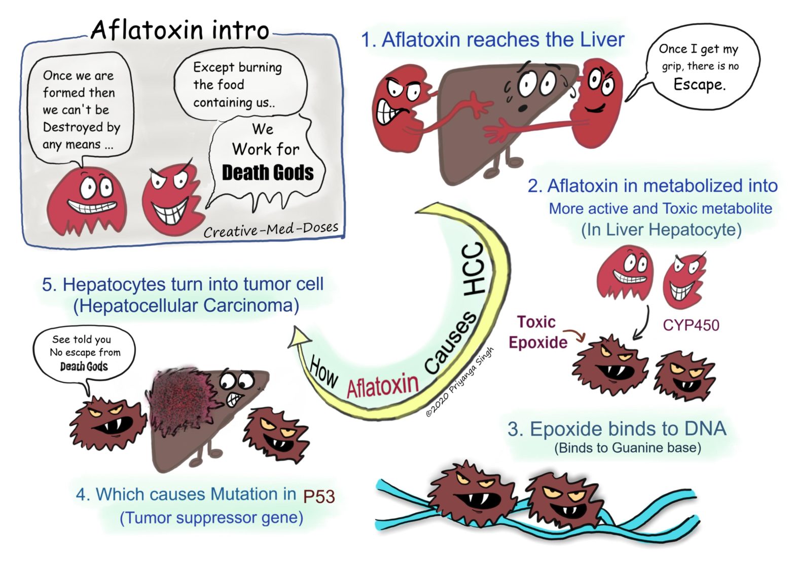 Aflatoxins and Hepatocellular carcinoma