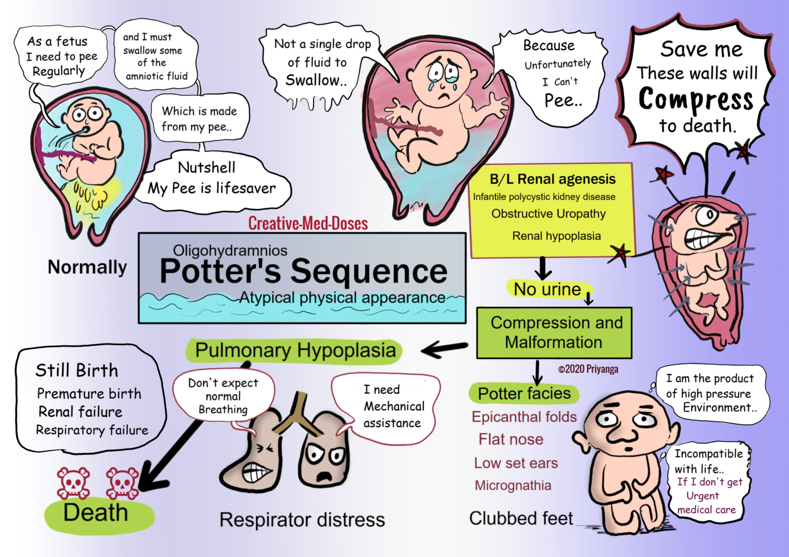 Potter Sequence Definition at Bill Bean blog