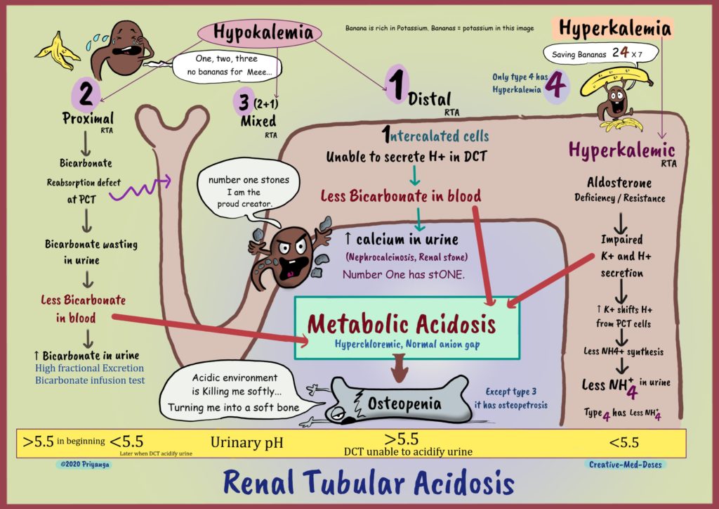 Renal Tubular Acidosis: types and pathology - Creative Med Doses