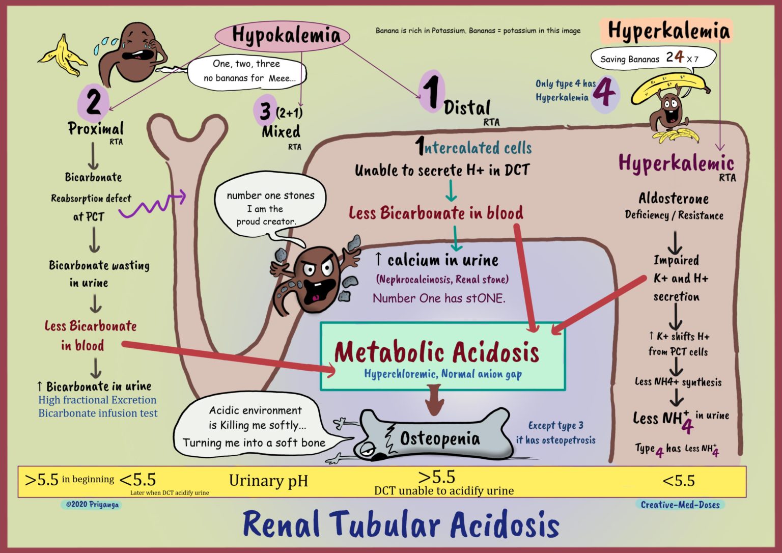 Renal Tubular Acidosis: Types And Pathology - Creative Med Doses