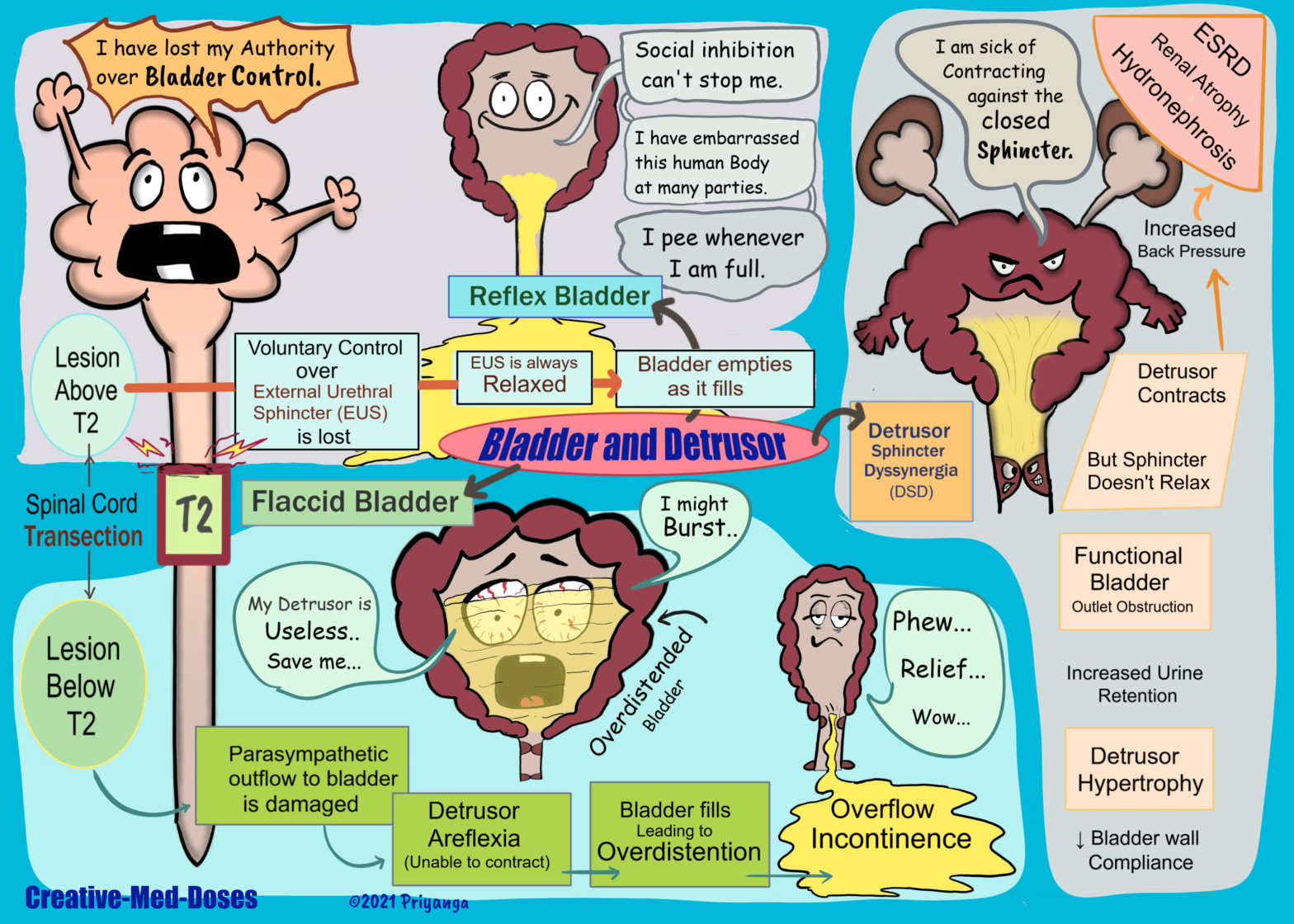 Detrusor And Sphincters Creative Med Doses 3287