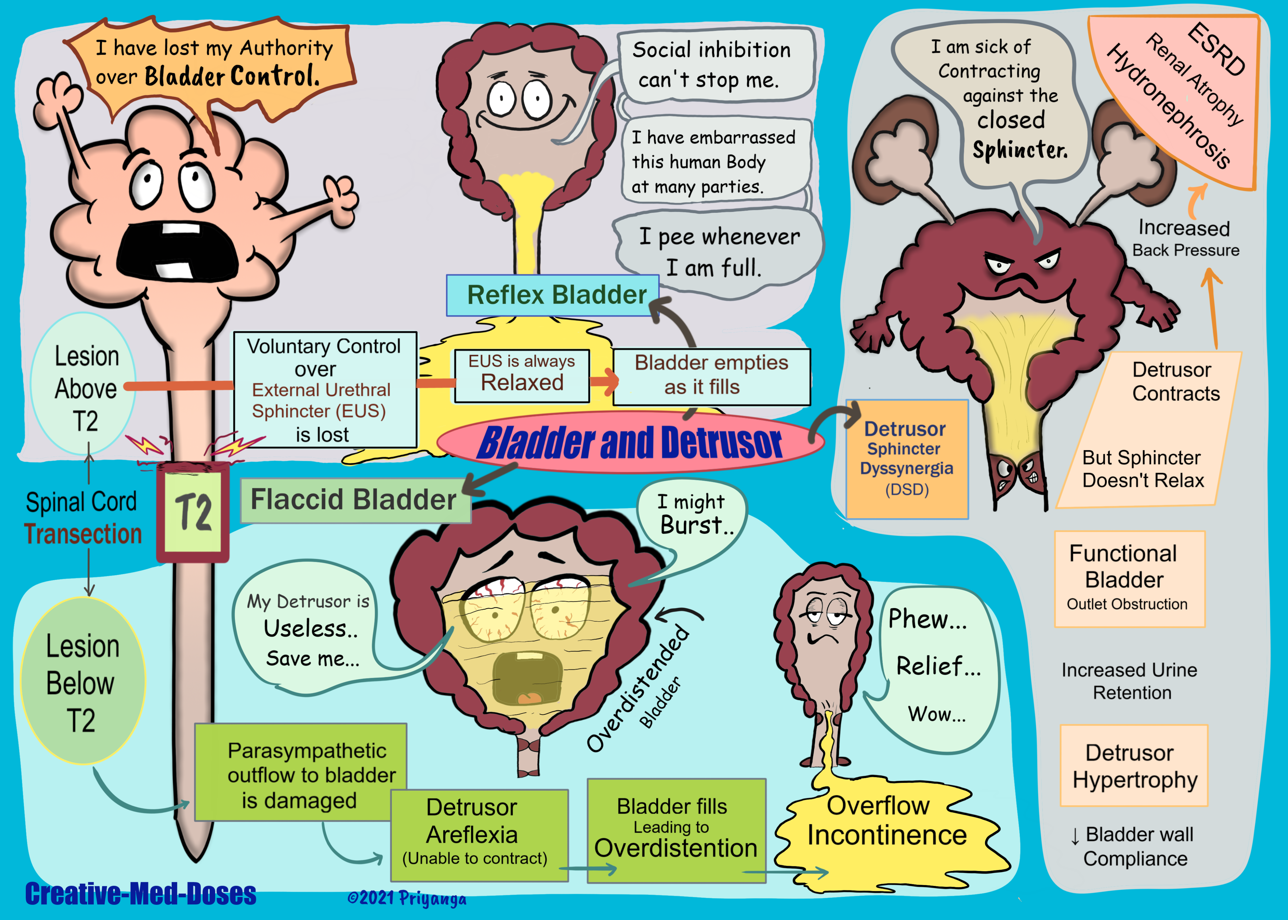 Detrusor dysfunctions and the bladder 