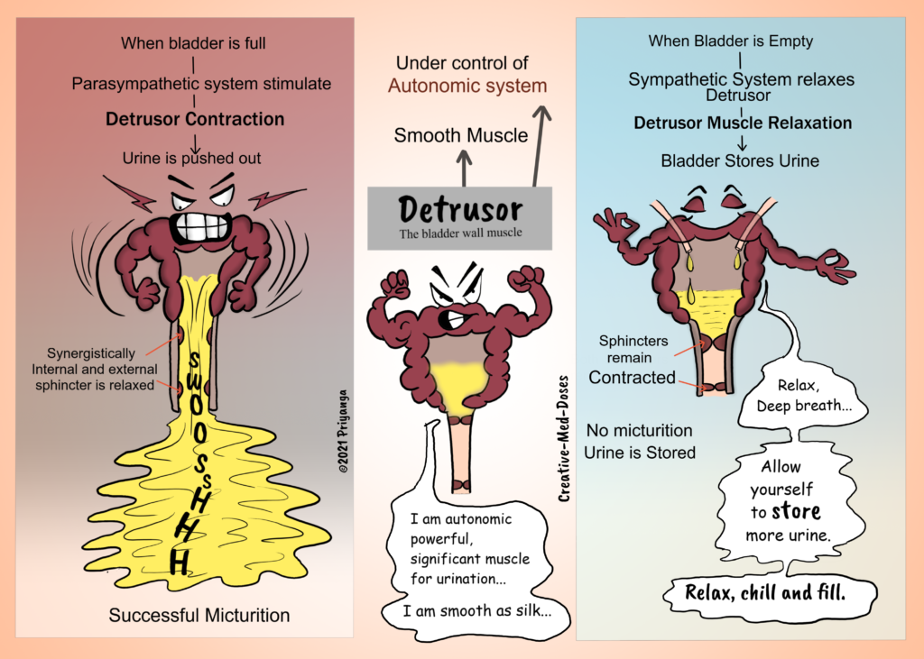 Detrusor and Sphincters - Creative Med Doses