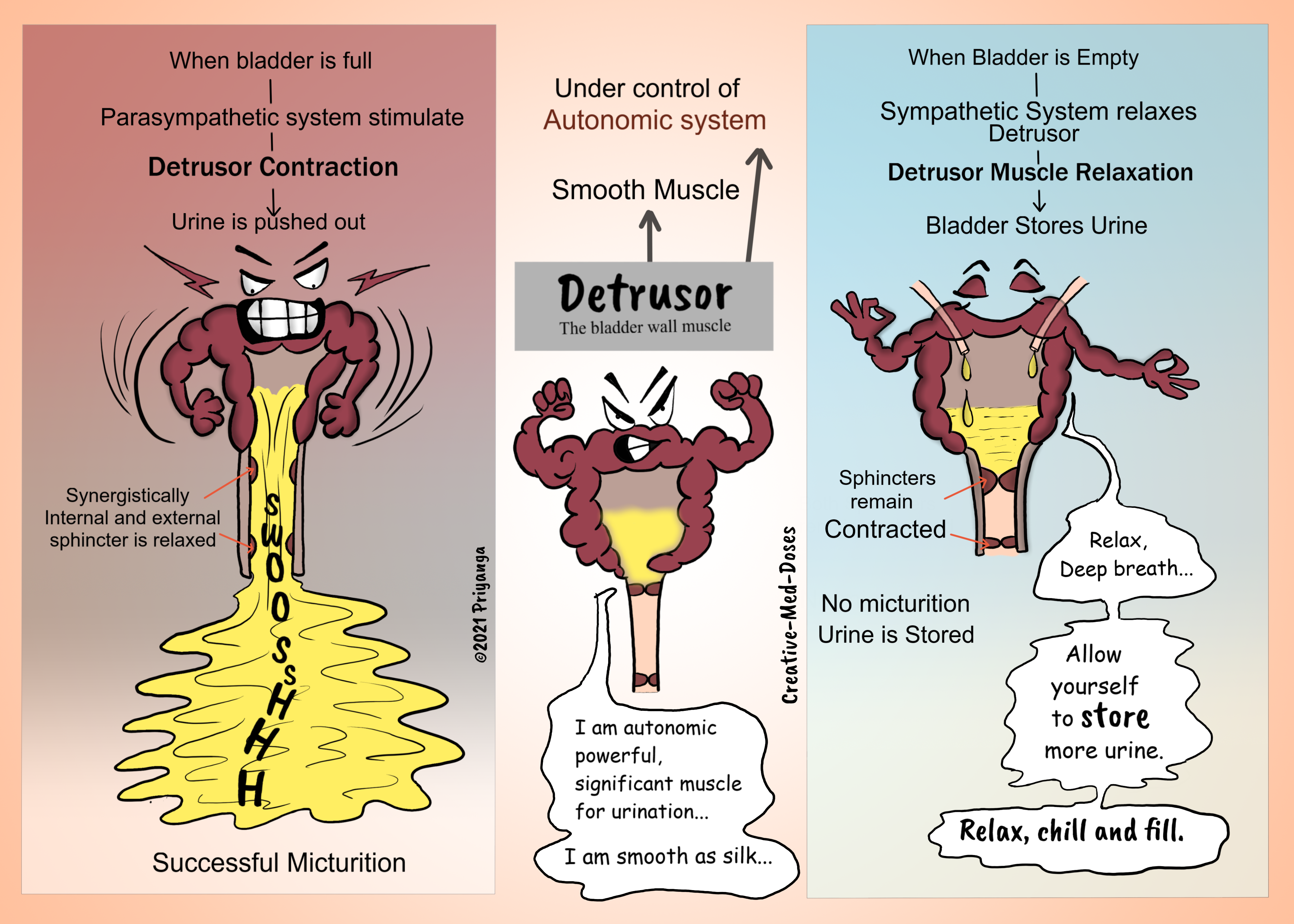 Detrusor: the bladder wall muscle