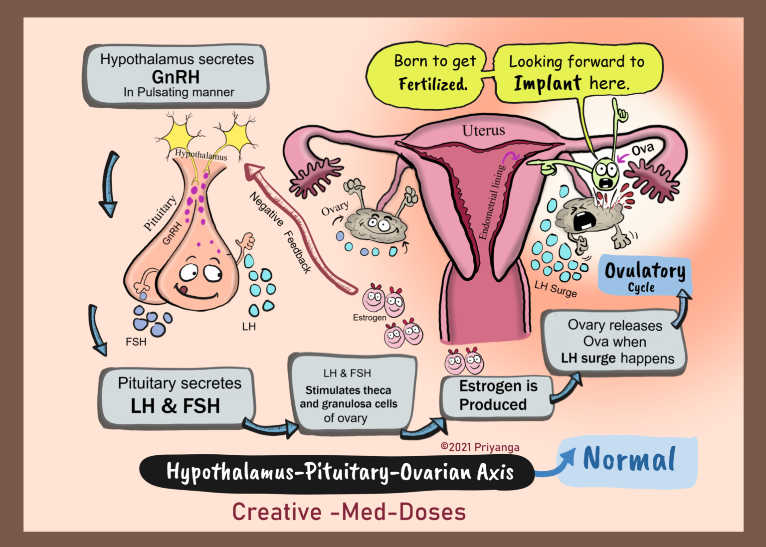 Hypothalamic Pituitary Adrenal Axis Role