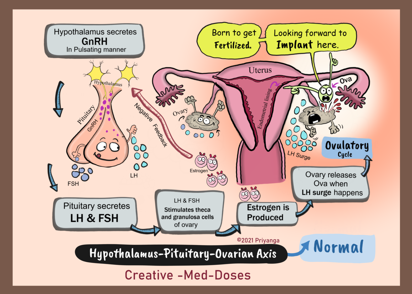 Hypothalamic-pituitary-ovarian (HPO) axis