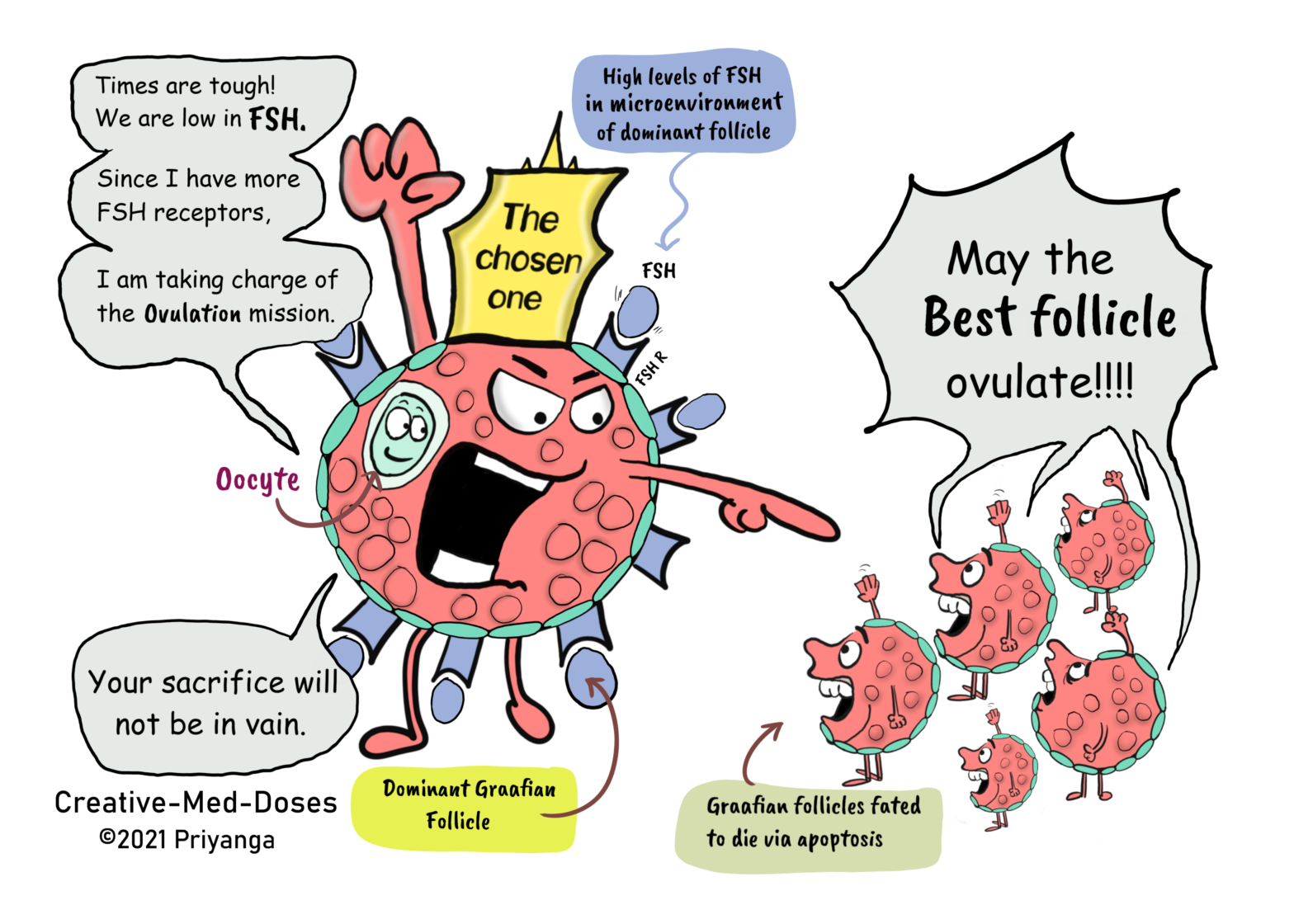 selection-of-the-dominant-follicle-and-microenvironment-creative-med