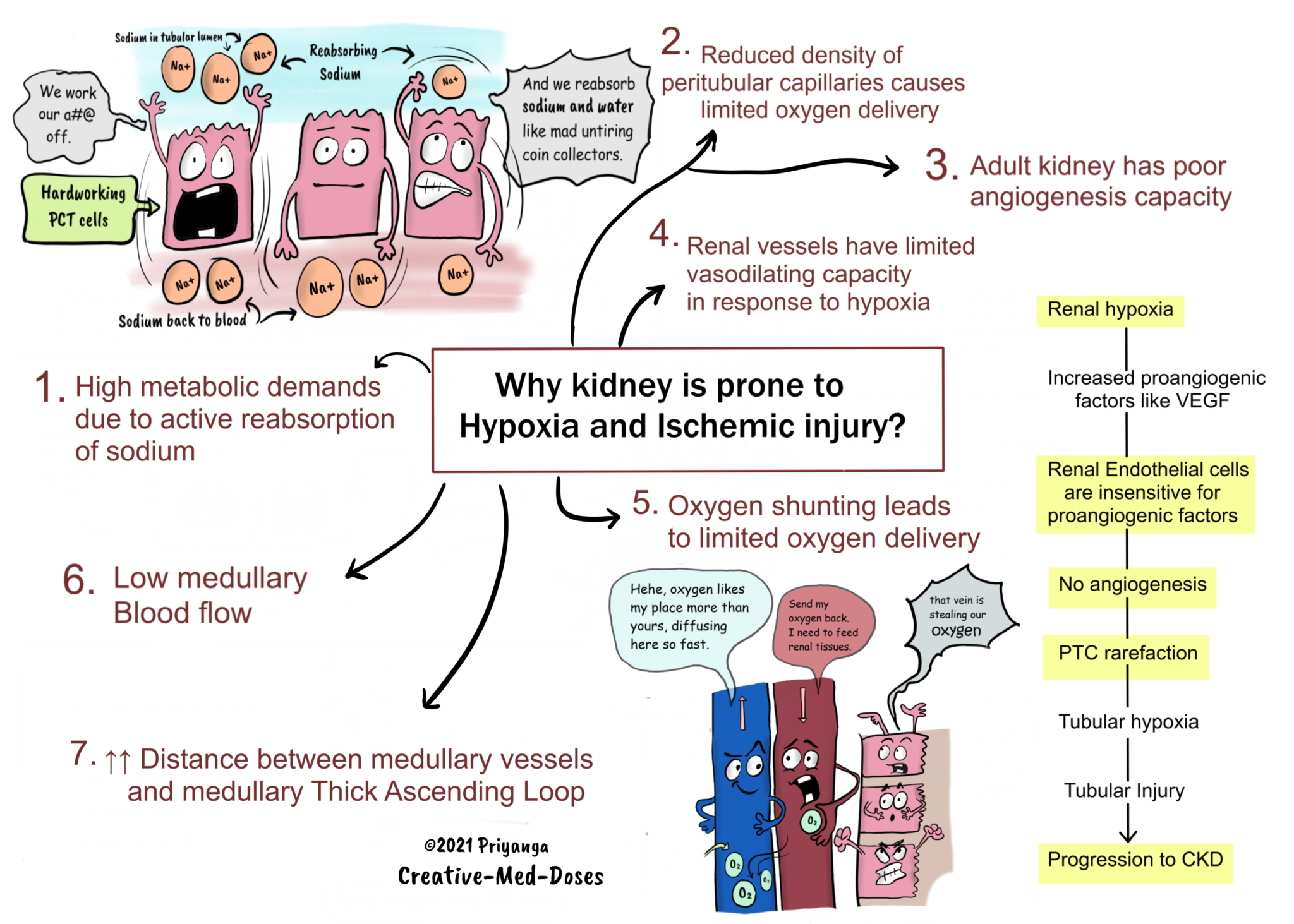 Renal Hypoxia: Why kidney is prone to hypoxia and ischemic injury ...