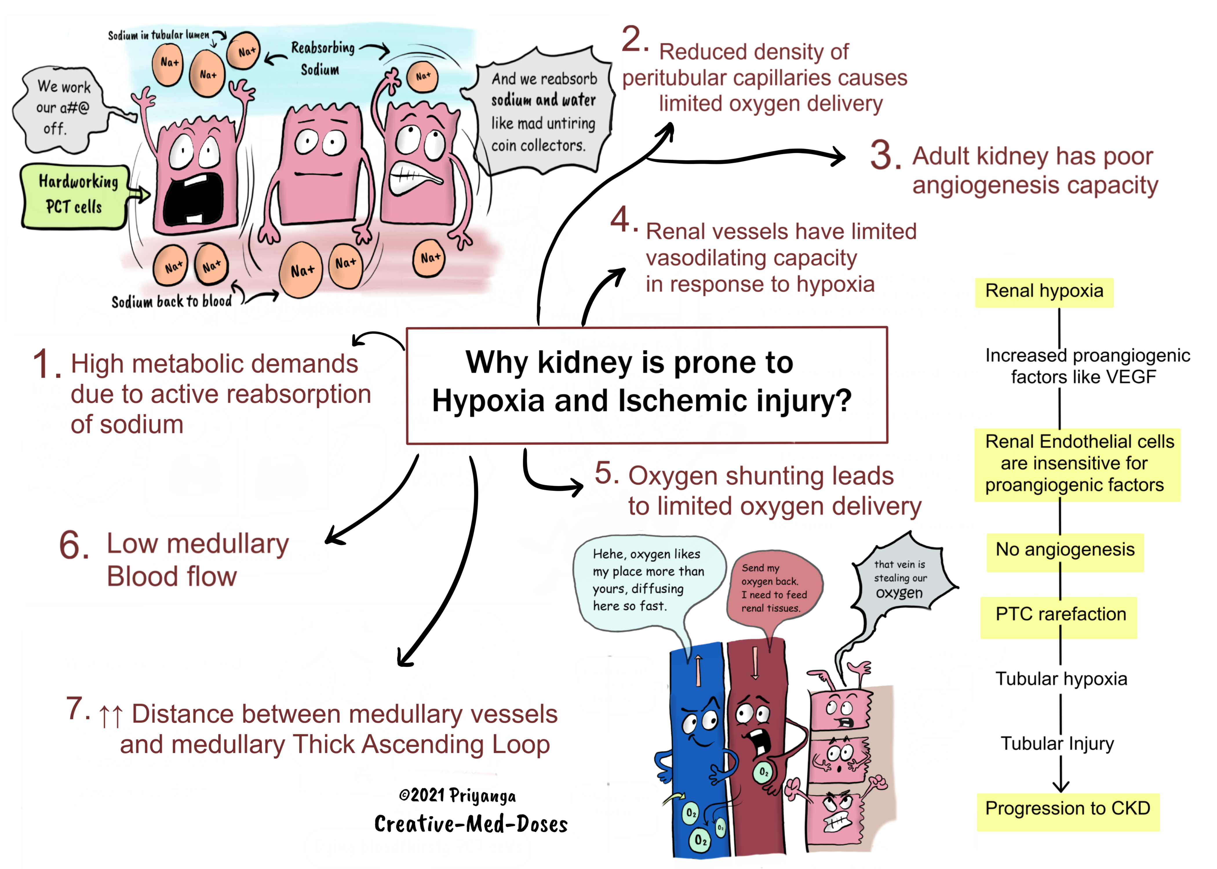 Renal Hypoxia: what makes kidney vulnerable to hypoxia 
