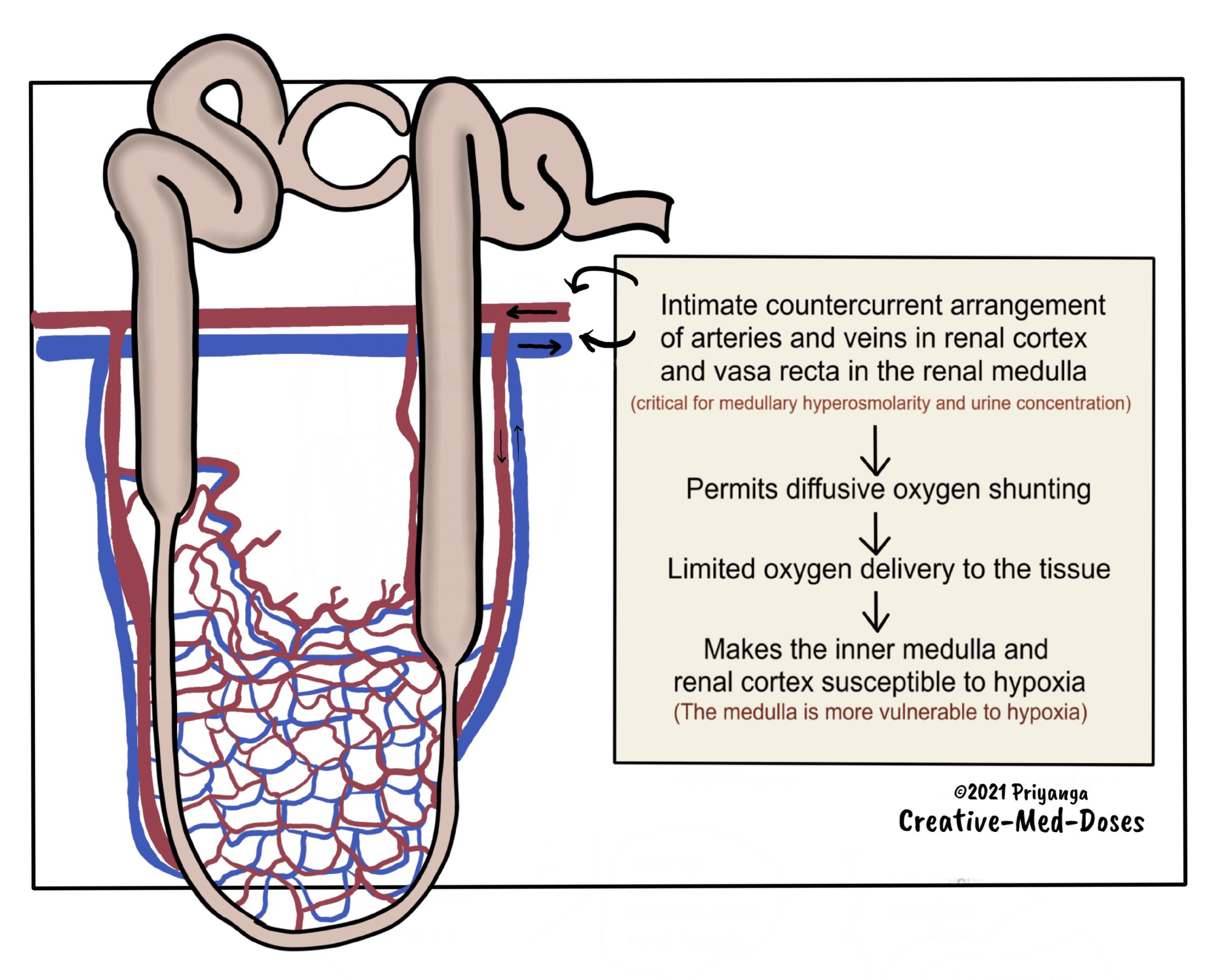 oxygen shunting in renal medulla and renal hypoxia 