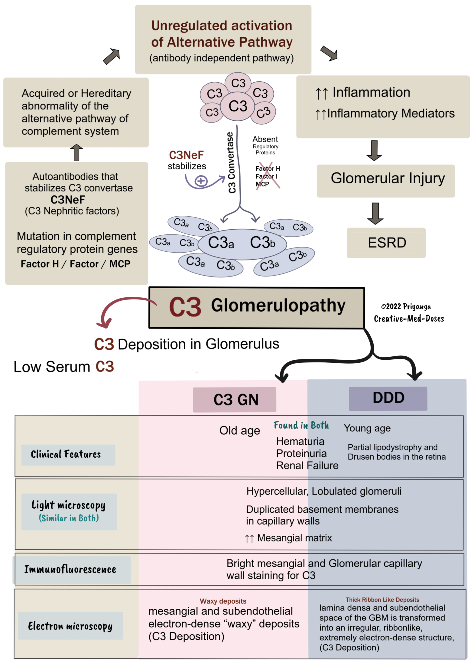 C3 Glomerulopathy