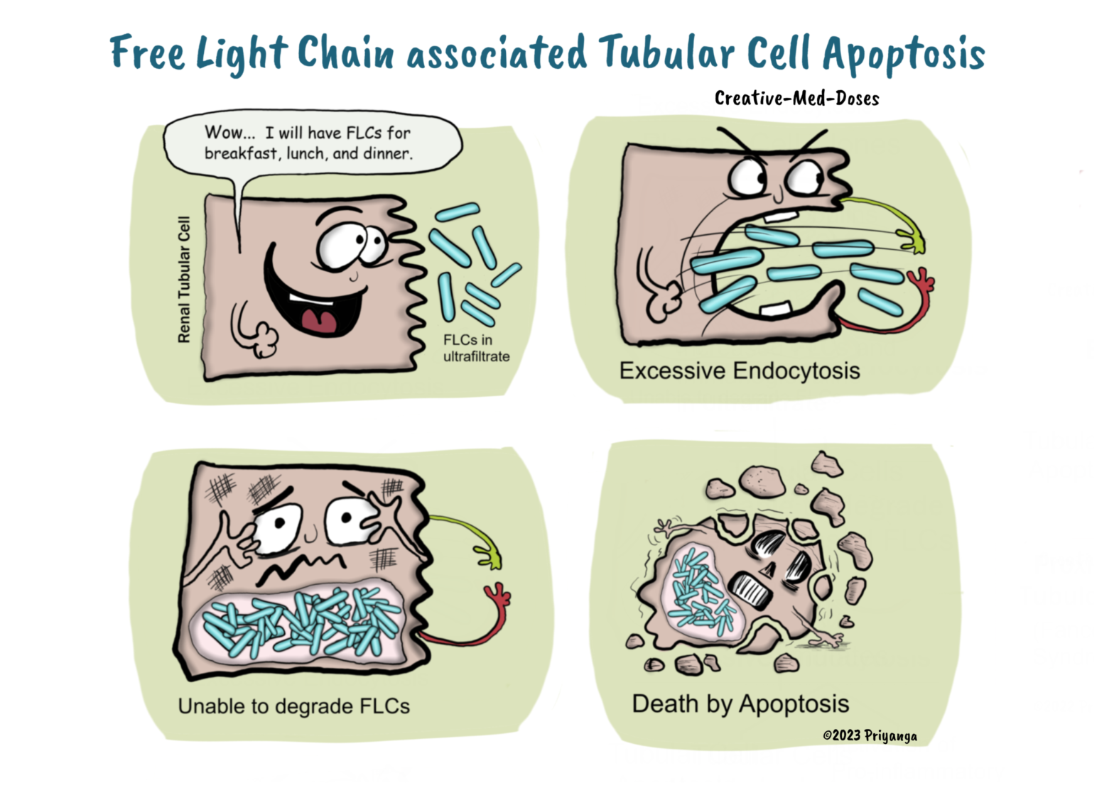 Multiple Myeloma associated renal injury : Tubular Cell Apoptosis