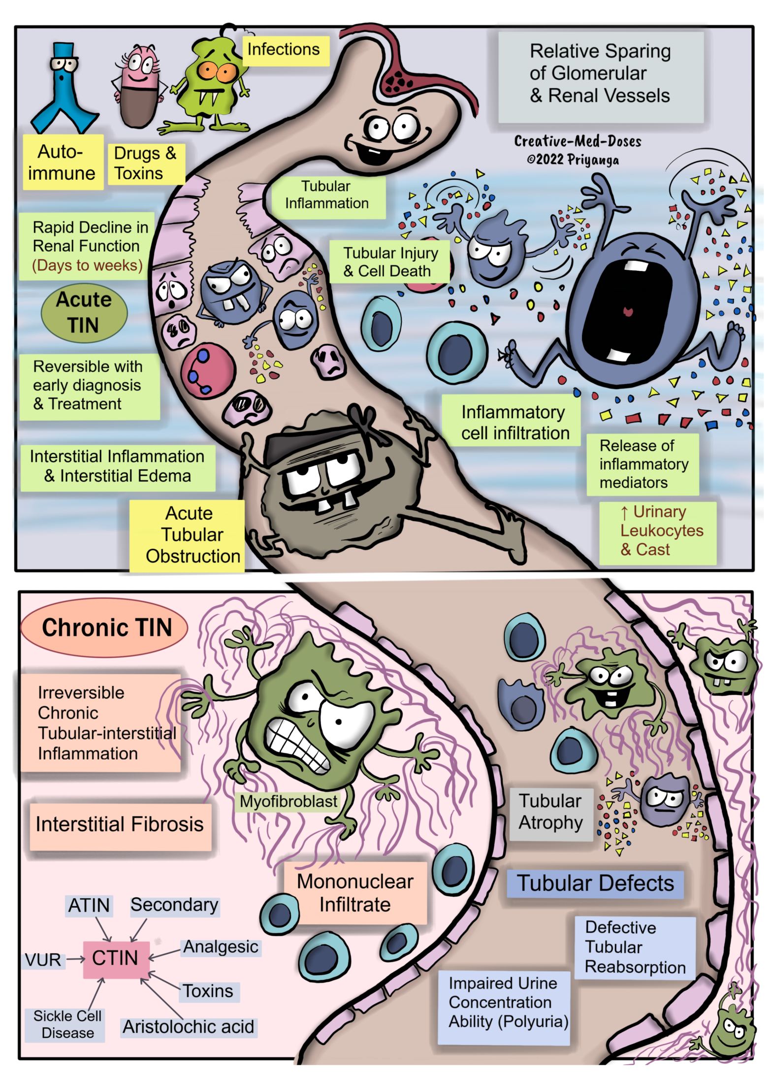 Tubulointerstitial Nephritis: Pathology of Acute and Chronic TIN