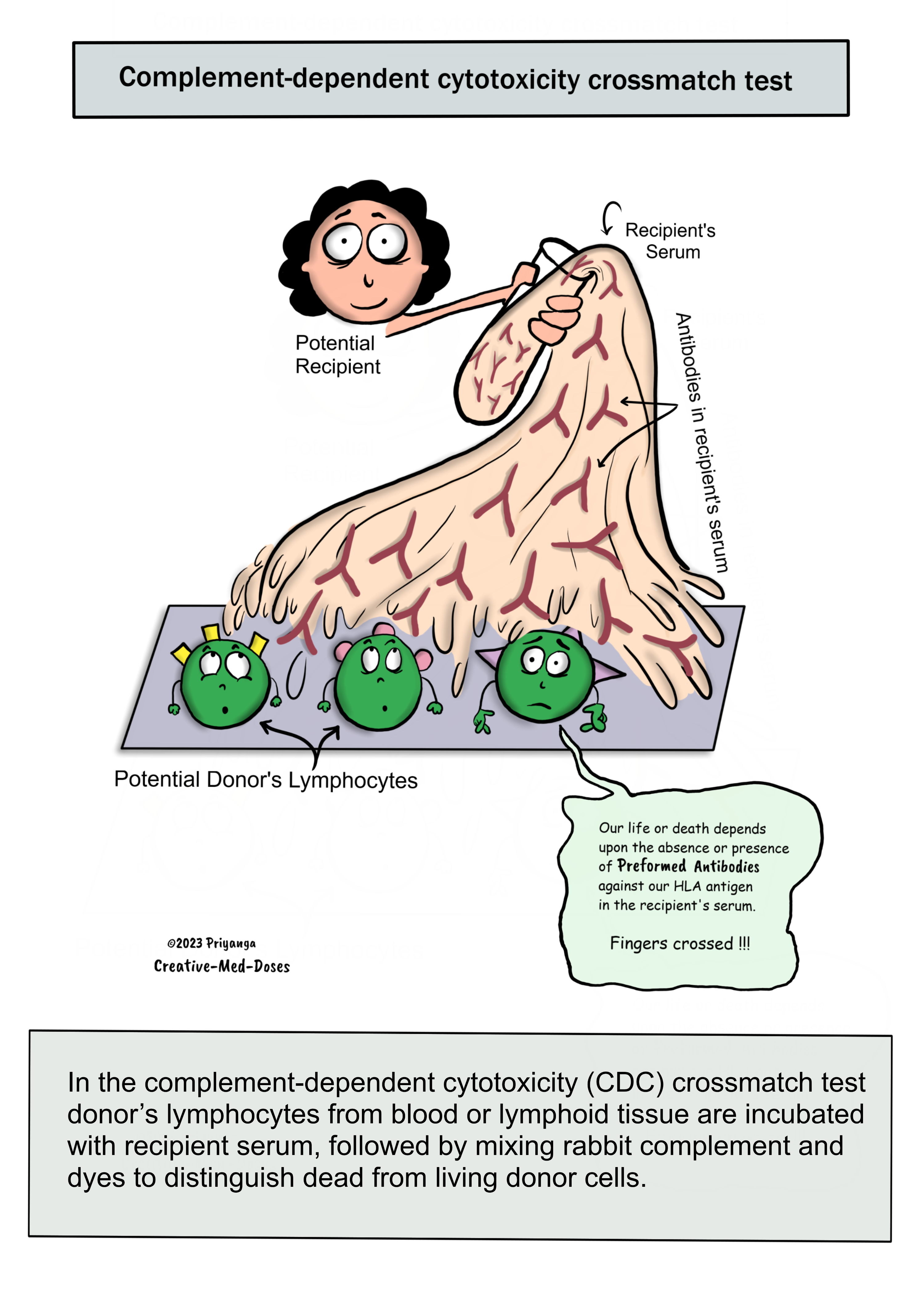 Complement-dependent cytotoxicity (CDC) crossmatch