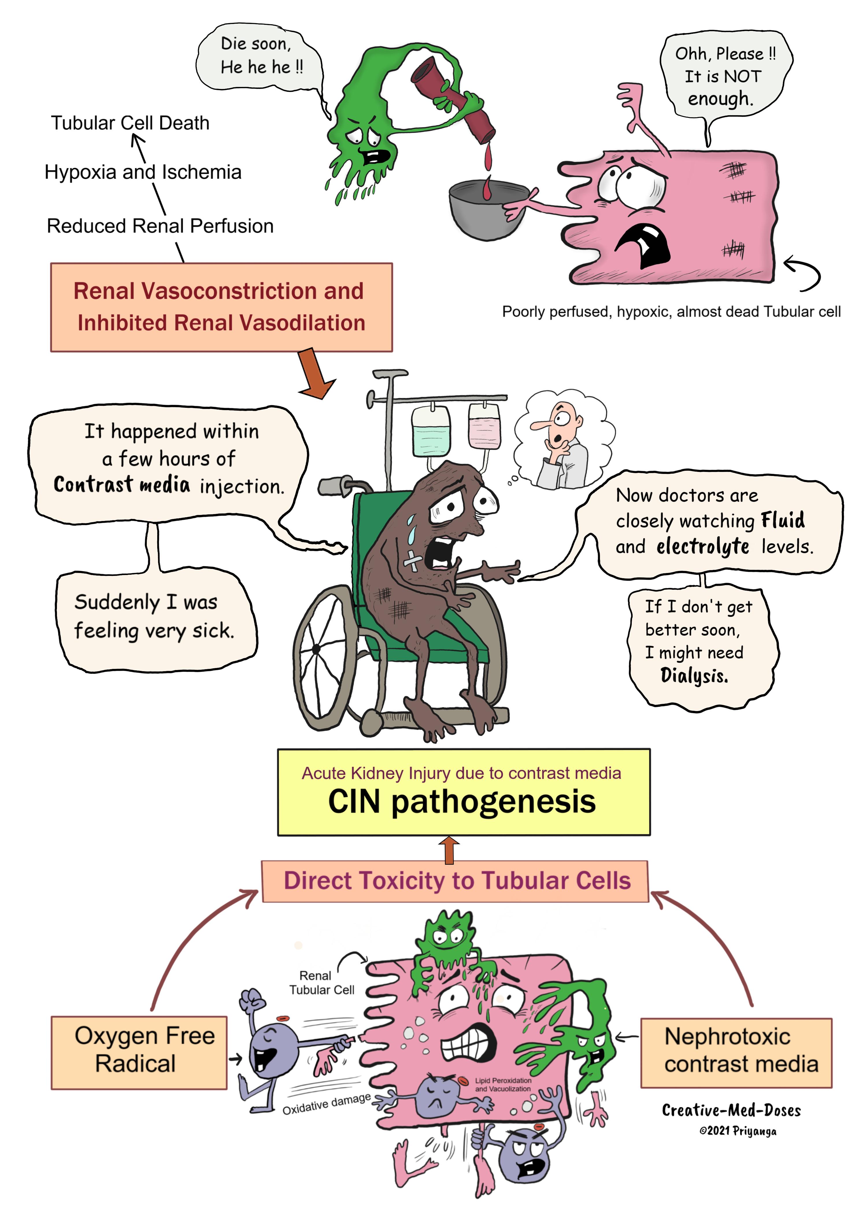 Contrast-Induced Nephropathy Pathogenesis